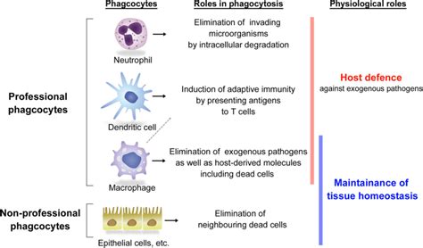 Phagocytosis Definition And Examples Biology Online Dictionary