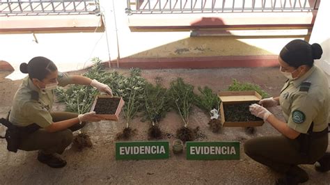 Decomisan Plantas De Marihuana Desde Vivienda