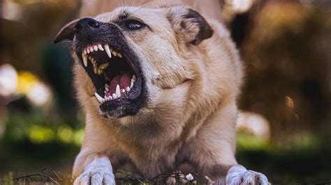 Cane Che Morde Un Passante Cosa Rischia Il Proprietario