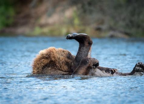 Alaskan Brown Bear Playing Stock Photo Image Of Playing 86692464