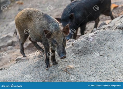 Wild Boar is a Species of the Pig Genus Sus. Stock Photo - Image of cute, family: 113775640