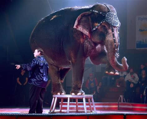 Presence of animals at annual Shrine Circus delights some, upsets others