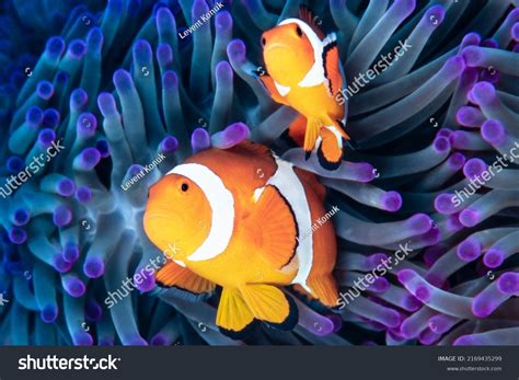 3.377 Mutualism Animals Images, Stock Photos, 3D objects, & Vectors | Shutterstock