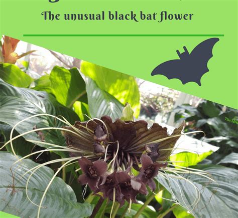 Black Bat Flower - The Houseplant Guru