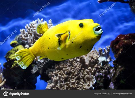 Close Yellow Puffer Fish Reef — Stock Photo © PantherMediaSeller #336907290