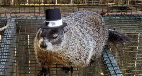 Weather Predicting Groundhog Dies Just Before Groundhog Day