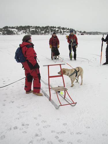 Ingarötur En klar uppgradering hunden drar och man slipp Flickr