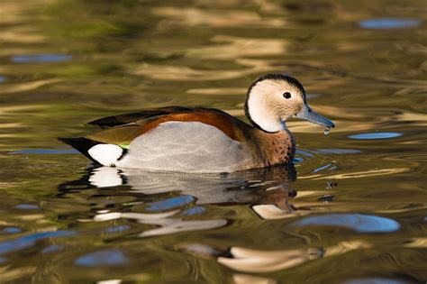 Ringed Teal Duck - Free photo on Pixabay - Pixabay