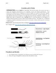 Understanding Bacterial Motility Flagella Stain Chemotaxis Course Hero