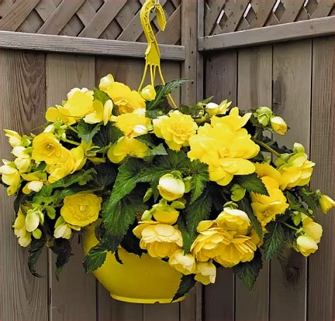 Бегония Ампельная Желтая (2 шт.уп.)