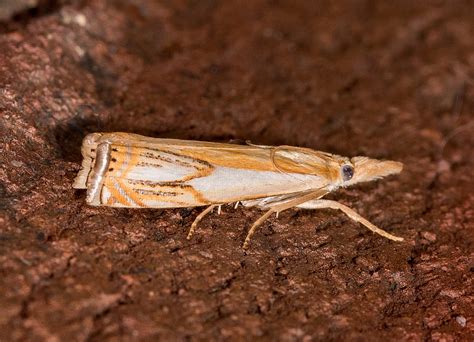 Maryland Biodiversity Project Double Banded Grass Veneer Moth