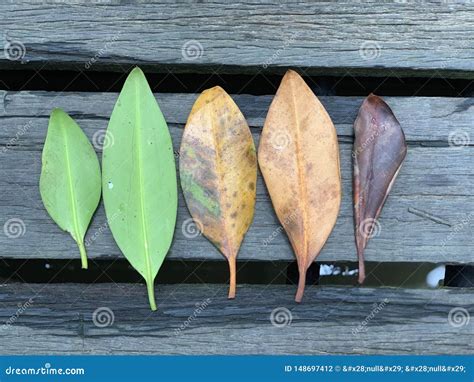 Mangrove leaf stock photo. Image of malaysia, kinabalu - 148697412