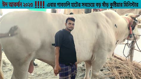 ২০২৩ কুরবানির সবচেয়ে বড় ষাঁড় কুষ্টিয়ার মিনিস্টার দাম হাঁকানো হচ্ছে