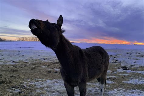 Spectacular stormy sunset in the Badlands last night. Goofy mule for ...