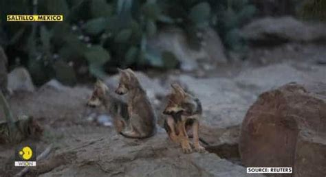 endangered Mexican wolf pups News - Latest endangered Mexican wolf pups ...