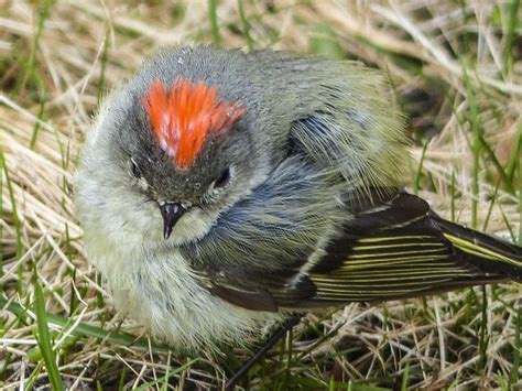 Bird Ruby Crowned Kinglet Wildlife Free Photo On Pixabay Beautiful