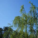 Salix Babylonica Crispa Crispa Babylon Weeping Willow Crispa