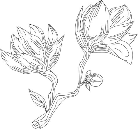 Flowers drawing with line-art on white backgrounds 21534685 Vector Art ...