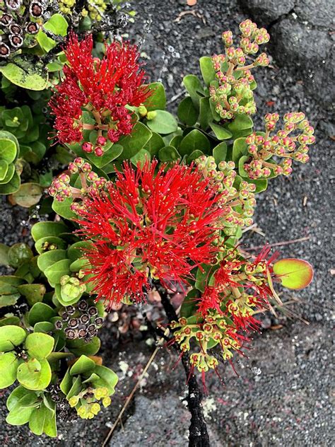 Ohia Flower In The Volcano Crater Photograph By Kat Tancredi Fine Art