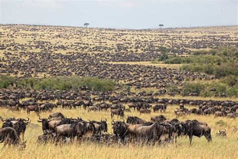 Days Masai Mara Group Joining Safaris Budget Daily Departures