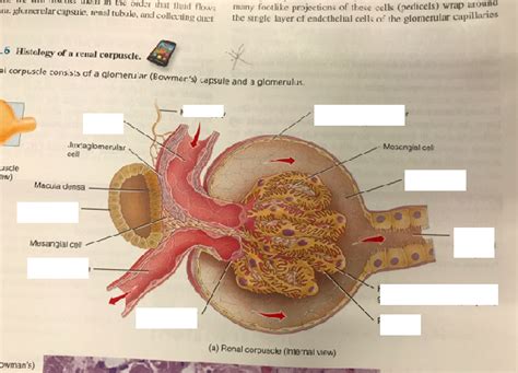 Renal Corpuscle Histology Labeled