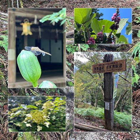 あなたと奈良いい古都 🍁 吉野山 2023｜🍀greensnap（グリーンスナップ）