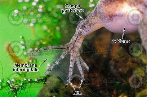 Xenopus Laevis Xenopo Liscio Zampa Posteriore Rana Adulta Sviluppo