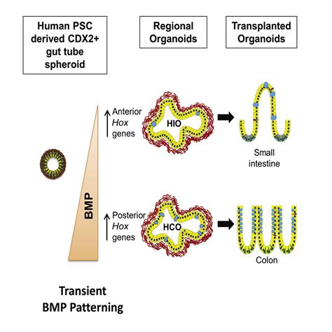 Differentiation Of Human Pluripotent Stem Cells Into Colonic Organoids