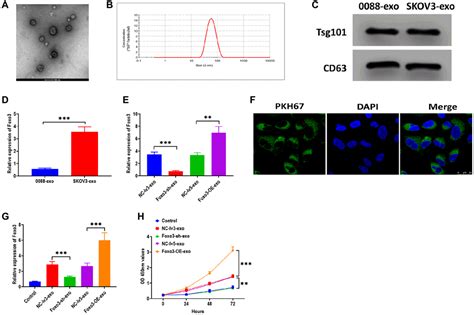 Circular Rna Foxo Enhances Progression Of Ovarian Carcinoma Cells