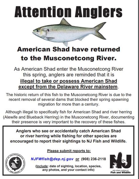 Endangered New Jersey Shad Return To The Musconetcong River