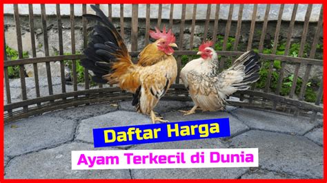 √ Terjangkau Harga Ayam Serama Anakan Sampai Dewasa