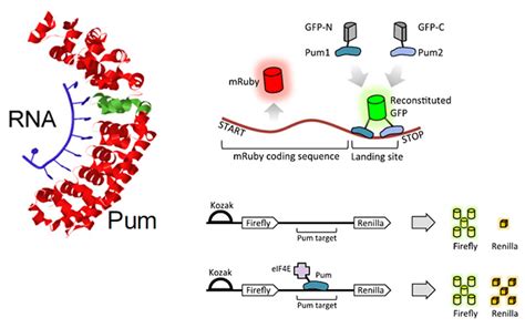 Programmable Rna Binding Protein Composed Of Repeats Of A Single