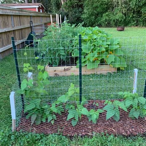 How To Make A Green Bean Trellis Using Welded Wire Bean Trellis Diy