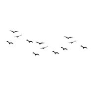 Flock Of Birds Flying Png