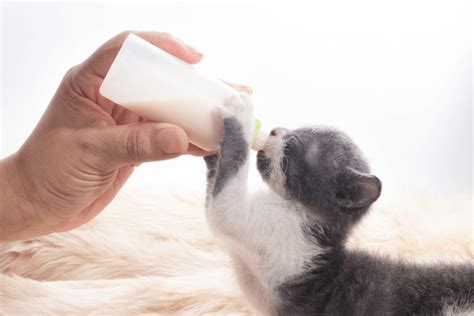 4+ Hundred Cat Holding Bottle Milk Royalty-Free Images, Stock Photos ...