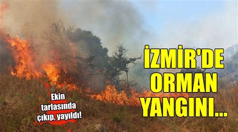 İzmir de orman yangını