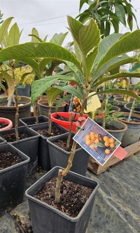 Loquat Tree Perth Frangipani Heaven Perth Frangipanis Fruit