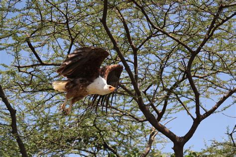 African Fish Eagle | Ecotourism, Bald eagle, Species