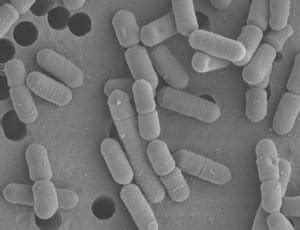 Lactobacillus Johnsonii NBRC 13952