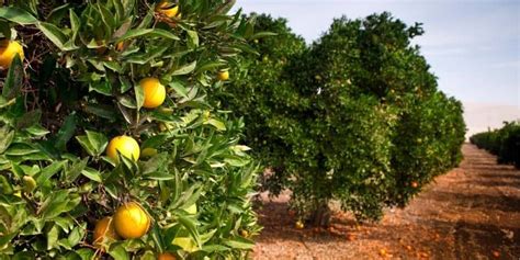 How To Get Rid Of Ants On Citrus Trees Couch To Homestead