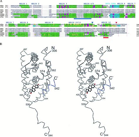 Crystallographic Comparison Of The Estrogen And Progesterone Receptors