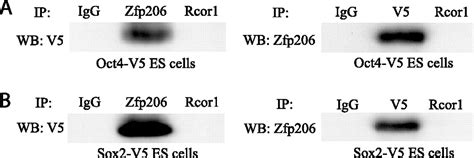 Zfp Oct And Sox Are Integrated Components Of A Transcriptional