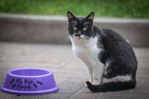 Miraflores Promueve Adopciones De Michis En El Gato Fest Kennedy