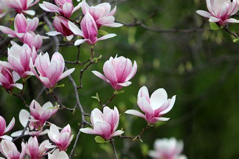 Flowers Spring Magnolia - Free photo on Pixabay