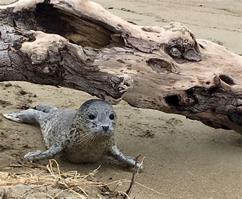 Marine Mammal Center Reminds People To “Leave Seals Be” | California Diver Magazine