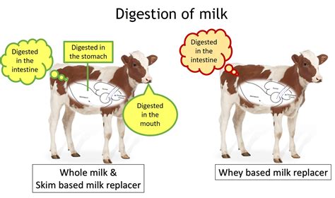 Key Benefits Of Feeding Once A Day Bonanza Calf Nutrition