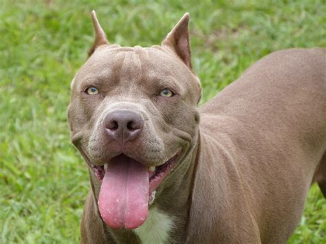 Hình Nền Chó Pitbull Chia Sẻ 128 Hình Nhiều Lượt Tải Nhất Sk