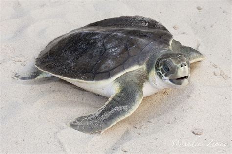 Natator Depressus Flatback Turtle Subadult Townsville Q Anders