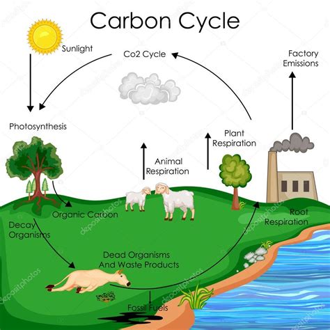 Im Genes Ciclo Del Carbono Dibujo Gr Fico De Educaci N De La