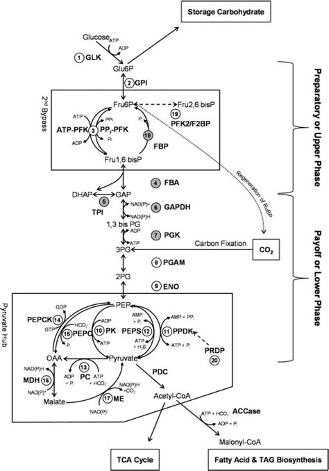 Schematic Of Carbon Partitioning Enzymes Involved In Glycolysis Download Scientific Diagram